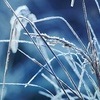 Frost / Gosia K./Pixabay Frost