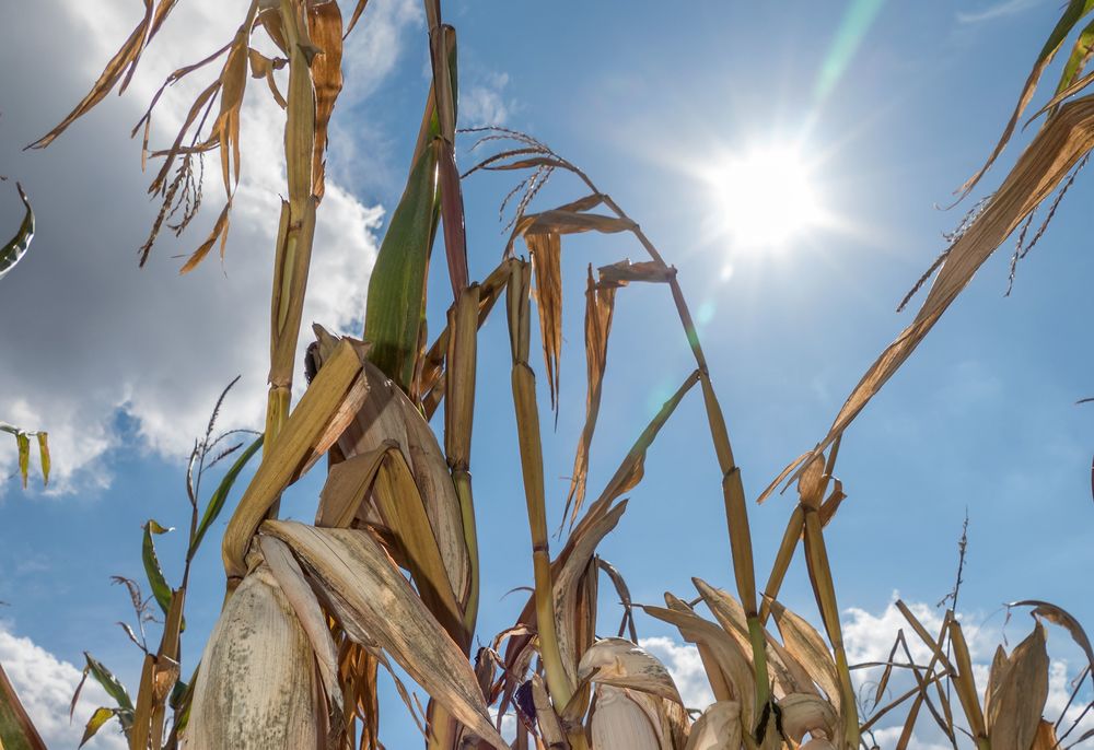 Dürreschäden in der Landwirtschaft durch Trockenheit / bilderbox.com / Wodicka Klimaschutz: Orden schreiben offenen Brief an Koalitionsverhandler