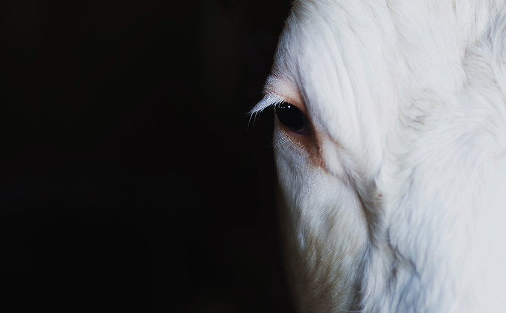 Martin Lintner: Mehr Menschlichkeit gegenüber den Tieren! / Foto von freestocks.org auf Unsplash Martin Lintner: Mehr Menschlichkeit gegenüber den Tieren!